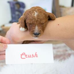 Crush - Red  female Poodle puppy in Mesa, Arizona from Desert Doodles