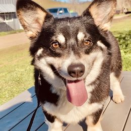 Pembroke Welsh Corgi Puppies from Boehm’s Pembroke corgis