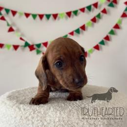 Oswald - Brindle male Dachshund puppy in Royse City, Texas from Truehearted Miniature Dachshunds