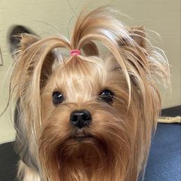 Pearl - Yorkshire Terrier