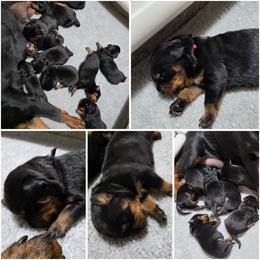 Boy 5 - Black and tan male Rottweiler puppy in Stanton, Kentucky from Vom Hause Alistair