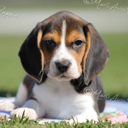 AKC 'Pauly' - Black tan and white male Beagle puppy in Lamar, Missouri from Marti Acres ~ Boston Terrier & Beagles