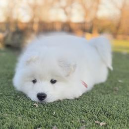 Labrador Retriever and Samoyed Puppies from Carefree Samoyeds & Deserthills Labradors