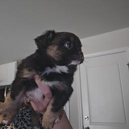 Chihuahua puppies from Cutie Pie Chihuahua's