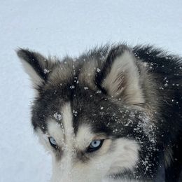 Siberian Huskies from Vance Huskies