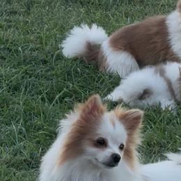 Pomeranians from Alicia Amparano
