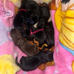 Yellow Collar Female - Chocolate female Labrador Retriever puppy in Kissimmee, Florida from SunState Labs