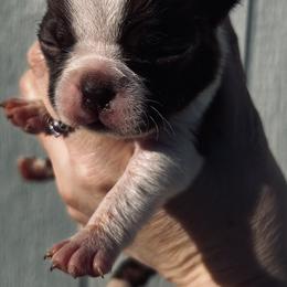 Bootsie double dot red boy - Red male Boston Terrier puppy in Yakima, Washington from Barnett’s AKC Boston Terriers