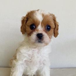 Coral - Blenheim female Cavapoo puppy in Van Alstyne, Texas from Home Grown Puppies