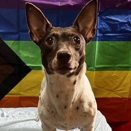 Alaskan Huskies, Border Collies, Chinooks, and Teddy Roosevelt Terriers from Fun On The Run Kennel