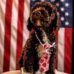 Ollie (Oleander) - Chocolate male Goldendoodle puppy in Camden, North Carolina from Oopsie Doodles of NC