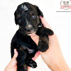Pugsley - male Australian Mountain Doodle puppy in Corydon, Indiana from Ridgeline Doodles