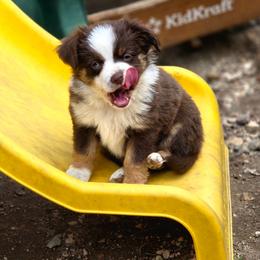 FAITH - Red tri female Toy Australian Shepherd puppy in Viking, Minnesota from Son Shine Farm