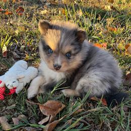 Boone - Merle male Pomsky puppy in Raymondville, Missouri from Pampered Pomskies