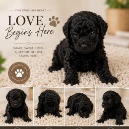 AKC-Tiny-Girl-Black-Toy Poodle - Black female Poodle puppy in Fort Worth, Texas from Ashley Ross Toy Poodles (AKC)