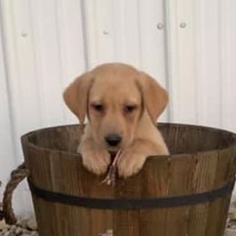Chesapeake Bay Retrievers and Labrador Retrievers from Cordrays Raise-N-Hell Kennels