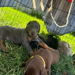 Doberman Pinscher Puppies from Aaliyah’s Dobies