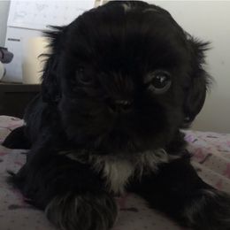 Shih Tzus from Jin Lu Shih Tzu