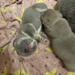 French Bulldog Puppies from French Kisses