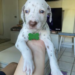 Dalmatian Puppies from Soflo Dalmatians