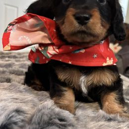 Dachshund Puppies from JP's South Texas Dachshunds