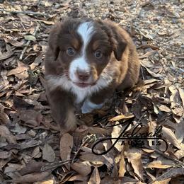 Hosea - Red tri male Toy Australian Shepherd puppy in Lumberton, Mississippi from Talowah Aussies