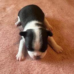 Girl 3 Little LuLu - Black brindle and white female Boston Terrier puppy in Brookville, Ohio from Best Friend Bostons