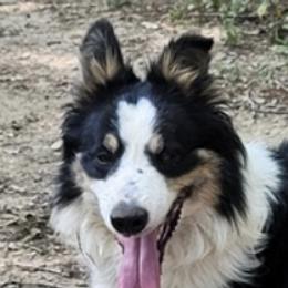 Border Collies from Bordercolliecouple