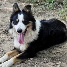 Border Collies from Bordercolliecouple