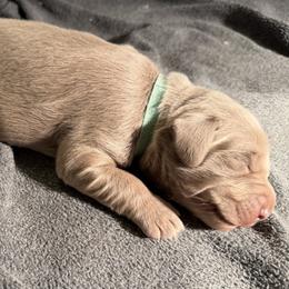 Taylor - female Long Haired Weimaraner puppy in Blanchardville, Wisconsin from Northern Bluegrass Weimaraners