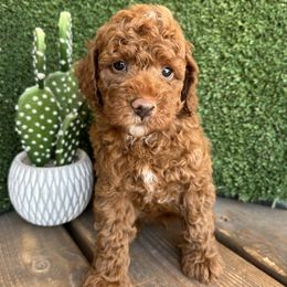 Ace - Red  male Poodle puppy in Central, Arizona from Desert Valley Doodles