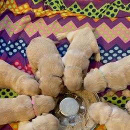 Golden Retriever Puppies from Ruff Life Goldens