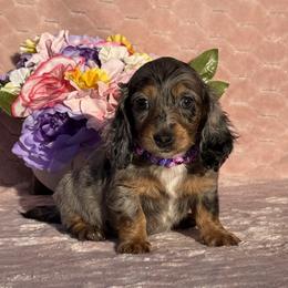 Lucy - Black and tan female Dachshund puppy in Lincoln, Arkansas from Red Dirt Dachshunds