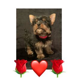 Yorkshire Terrier Puppies from Jill Brown