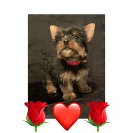 Yorkshire Terrier Puppies from Jill Brown