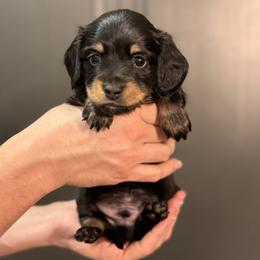 Batman - Black and cream male Dachshund puppy in Bonney Lake, Washington from HP Dachs