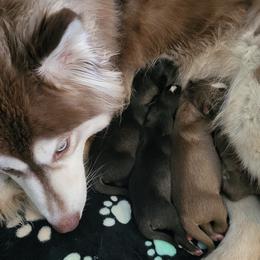 Siberian Husky Puppies from Husky Bitches