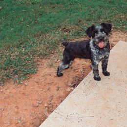 Tris - Miniature Schnauzer