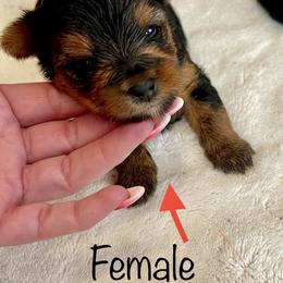 Chihuahua, Pomeranian, and Yorkshire Terrier Puppies from Pampered Pups Kennel