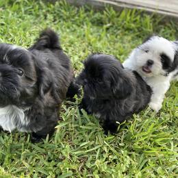 Shih Tzus from Fara Jimenez's Shih Tzus