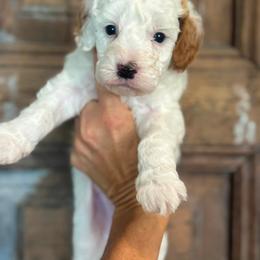 Sunny - White male Cavapoo puppy in Gilbert, Arizona from Sunburst Doodles