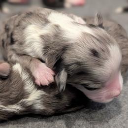 Aussiedoodle Puppies from Ridgeview Aussiedoodles
