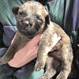 Magenta Collar Girl - Sable female German Shepherd puppy in Dallas, Pennsylvania from Mountainside German Shepherds