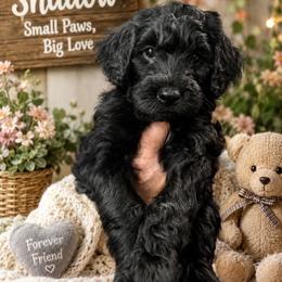 Green collar male Shadow - Cream male Goldendoodle puppy in Aurora, Illinois from Chicago Goldendoodles