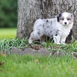 Miniature American Shepherd Puppies from Sherwood Miniature American Shepherds