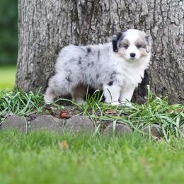 Miniature American Shepherd Puppies from Sherwood Miniature American Shepherds