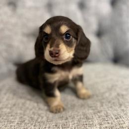 Bambi - Chocolate and cream female Dachshund puppy in Fort Gibson, Oklahoma from Cooper’s Dachshunds