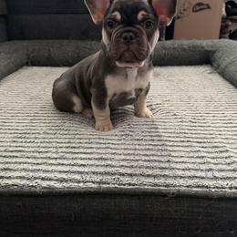 French Bulldog Puppies from Royal velvet frenchies
