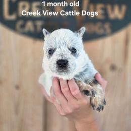 Girl 2 - Blue female Australian Cattle Dog puppy in Monroe, North Carolina from Creek View Cattle Dogs