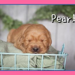 Pearl - Dark golden female Golden Retriever puppy in Driggs, Idaho from SK Golden Retrievers
